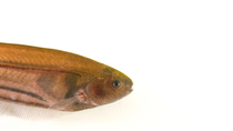 Glass knifefish (Eigenmannia virescens) swimming into frame, Fin-Tastic Fish, Nebraska. Captive.