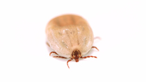 Tracking shot of an American dog tick (Dermacentor variabilis) female, Lincoln, Nebraska, USA. Controlled conditions.
