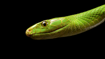 East African green mamba (Dendroaspis angusticeps) looking and flicking its tongue, Kentucky Reptile Zoo, Kentucky. Captive.
