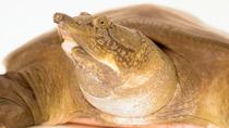 Black softshell turtle (Nilssonia nigricans) extending neck, showing folded skin, and looking around. This species is endemic to India and Bangladesh. Turtle Island, Graz, Austria. Critically endanger...