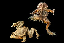 Two Titicaca water frogs (Telmatobius culeus) portrait, Museo d'Orbigny, Bolivia. Captive. Endangered.