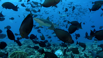 Yellowfin surgeonfish (Acanthurus xanthopterus) aggregation above coral reef. Grey reef shark (Carcharhinus amblyrhynchos) juveniles are patrolling the school. Ohotu reef, North Fakarava, French polyn...