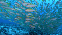 Yellowfin goatfish (Mulloidichthys vanicolensis) schooling over rocky seabed, North Pass, Fakarava Island, French Polynesia, Pacific Ocean. May.