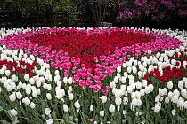 Tulip (Tulipa sp.) display in bloom, Roozengaarde display garden, Skagit Valley, Washington, USA. May.