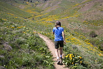 Woman walking along footpath with flowering Arrowleaf balsamroot (Balsamorhiza sagittatain) in the Chelan-Douglas Land Trust foothills above Wenatchee, Chelan County, Washington, USA. May, 2023. Model...