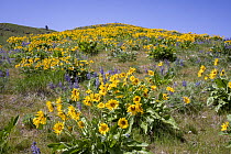 Arrowleaf balsamroot (Balsamorhiza sagittata) in flower, Chelan-Douglas Land Trust foothills above Wenatchee, Chelan County, Washington, USA. May..