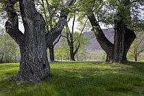 Black cottonwood (Populus trichocarpa) trees, Sun Lakes State Park, Grant County, Washington, USA. May.