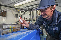 Technician checking the ph balance of the water in the lobster tanks. This ensures the water quality is perfect for the lobsters and mimics the correct balance in the ocean. National Lobster Hatchery,...