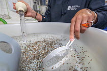 Technician collecting European lobster (Homarus gammarus) hatchlings from the recirculating aquaculture systems ready to transfer to the Aqua Hive's, before release in to the wild. National Lobst...