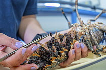 Technician taking egg samples from female European lobster (Homarus gammarus) for DNA analysis, National Lobster Hatchery, Padstow, Cornwall, UK. July, 2023.