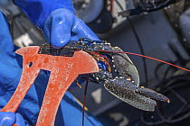 Fisherman measuring European lobster (Homarus gammarus) with a gauge to check legal landing size. This one is undersize and will be returned to the sea, Falmouth, Cornwall, UK. March, 2023.