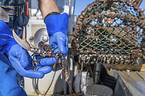 Lobster fisherman holding juvenile, undersized European lobster (Homarus gammarus), Falmouth Bay, Cornwall, UK. March, 2023.
