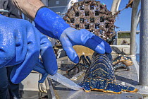 Lobster fisherman carrying out the V-Notching conservation technique on female European lobster (Homarus gammarus), a self governing technique that some fishermen use to prevent egg bearing female lob...