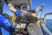 Fisherman on boat holding European lobster (Homarus gammarus) egg bearing female, before returning it to the wild, Falmouth Bay, Cornwall, UK. March, 2023.