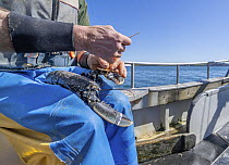 Fisherman on boat labelling European lobster (Homarus gammarus), egg bearing female, before transferring it to the National Lobster Hatchery, Falmouth Cornwall, UK. March, 2023,