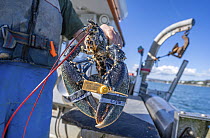 Fisherman holding European lobster (Homarus gammarus) egg bearing female, labelled and ready to be transferred from the sea to the National Lobster Hatchery where it will help rear the hatchlings, Fal...