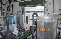 Aquahive equipment used to store juvenile lobsters which enable separation of individuals whilst keeping conditions the same as the ocean, National Lobster Hatchery, Padstow, Cornwall, UK. October, 20...