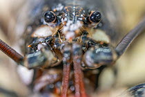 European lobster (Homarus gammarus) close up portrait showing eyes and antennae, Padstow, Cornwall, UK. June.