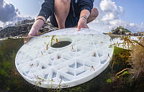 European lobster ((Homarus gammarus) juveniles being released from their Aquahive containers into a rockpool, St.Michaels Mount, Marizion, Cornwall, UK. June, 2023.  Underwater Photographer of the Ye...