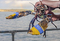 Technician holding European lobster (Homarus gammarus) berried hen, with claws taped, recently transferred to the hatchery, National Lobster Hatchery, Padstow, Cornwall, UK. November, 2018.