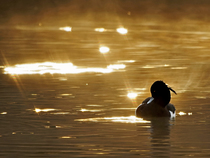 Tufted duck (Aythya fuligula) on lake, backlit by sunlight, Forest of Dean, Gloucestershire, UK. February.