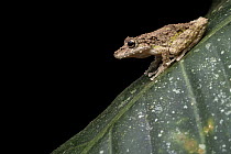 Boulenger's snouted tree frog (Scinax boulengeri) resting on a leaf, Osa Peninsula, Costa Rica.