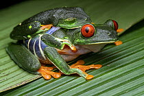 Red-eyed tree frogs (Agalychnis callidryas) pair in amplexus, Limon, Costa Rica. Focus stacked image.