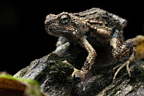 Tungara frog (Engystomops pustulosus) portrait, Osa Peninsula, Costa Rica.