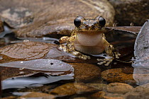 Tree frog (Smilisca sp.) male, sitting in shallow water, calling, Osa Peninsula, Costa Rica.