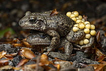Midwife toads (Alytes obstetricans) pair, female transferring eggs to the male, Lucerne, Switzerland. April.