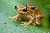 Hourglass tree frogs (Dendropsophus ebraccatuus) pair in amplexus, Limon, Costa Rica. Focus stacked image.