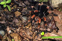 Costa Rican red leg tarantula (Megaphobema mesomelas) male, camouflaged in leaf litter, Cartago, Costa Rica.
