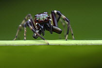 Jumping spider (Sidusa unicolor) male, portrait, Osa Peninsula, Costa Rica.