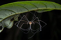 Harvestman (Opiliones) hanging from leaf, moulting, Tinamaste, Costa Rica.