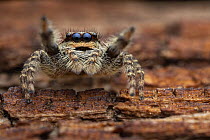 Jumping spider (Marpissa muscosa) female, preparing to jump, Lucerne, Switzerland. May.