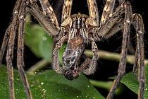 Fishing spider (Cupiennius coccineus) with prey, Osa Peninsula, Costa Rica. Focus stacked image.