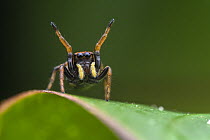 Jumping spider (Phiale sp.) female, resting on leaf mimicking a Velvet ant, Tinamaste, Costa Rica.