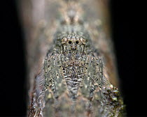 Senoculid spider (Senoculus sp.) portrait, Tinamaste, Costa Rica. Focus stacked image.