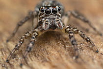 RF -  Jumping spider (Xanthofreya bicuspidata) female, portrait, Osa Peninsula, Costa Rica. Focus stacked image. (This image may be licensed either as rights managed or royalty free.)