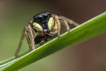 Jumping spider (Heliophanus sp.) resting on leaf with insect prey, Lucerne, Switzerland. April. Focus stacked image.