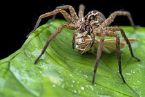 RF -  Wolf spider (Schizocosa sp.) holding on to moth prey, Osa Peninsula, Costa Rica. (This image may be licensed either as rights managed or royalty free.)