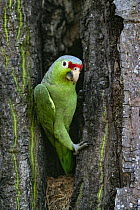 Crimson-fronted parakeet (Psittacara finschi) peering out of nest hole, Osa Peninsula, Costa Rica.