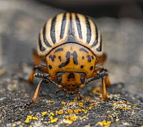 Colorado potato beetle (Leptinotarsa decemlineata) portrait, Lucerne, Switzerland. May. Focus stacked image.