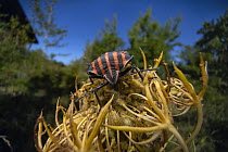 Shield bug (Graphosoma italicum) resting on a flower, Lucerne, Switzerland. September.