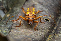 Longhorn beetle (Coccoderus timbaraba) portrait, Tinamaste, Costa Rica. Focus stacked image.