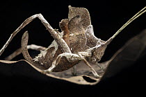 Leaf-mimicking katydid (Mimetica sp.) resting on dried leaf, Tinamaste, Costa Rica.
