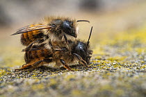 Mason bees (Osmia bicornis) pair mating, Lucerne, Switzerland. April. Focus stacked Image.