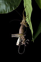 RF -  Katydid (Idiarthron sp.) moulting, Limon, Costa Rica. (This image may be licensed either as rights managed or royalty free.)