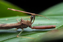 Assassin bug (Heza sp.) resting on a leaf, Tinamaste, Costa Rica. Focus stacked image.