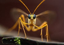 Ichneumonidae wasp (Enicospilus sp.) portrait, Tinamaste, Costa Rica. Focus stacked image.